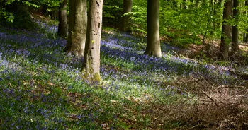 Linacre Reserviors forest floor bluebells.jpg